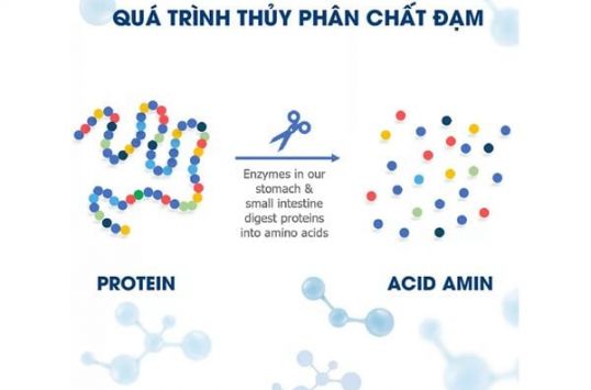 CÔNG NGHỆ THỦY PHÂN: GIẢI PHÁP TỐI ƯU CHO TRẺ MẪN CẢM VỚI ĐẠM SỮA BÒ
