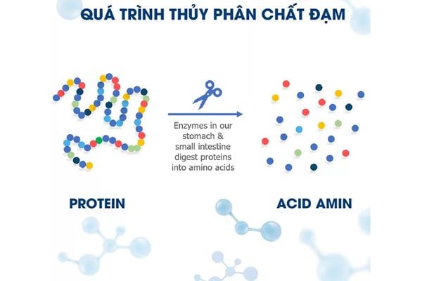 CÔNG NGHỆ THỦY PHÂN: GIẢI PHÁP TỐI ƯU CHO TRẺ MẪN CẢM VỚI ĐẠM SỮA BÒ