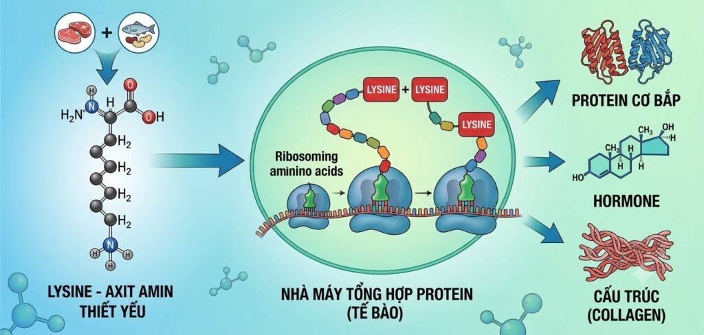 Mối liên hệ giữa Lysine và protein